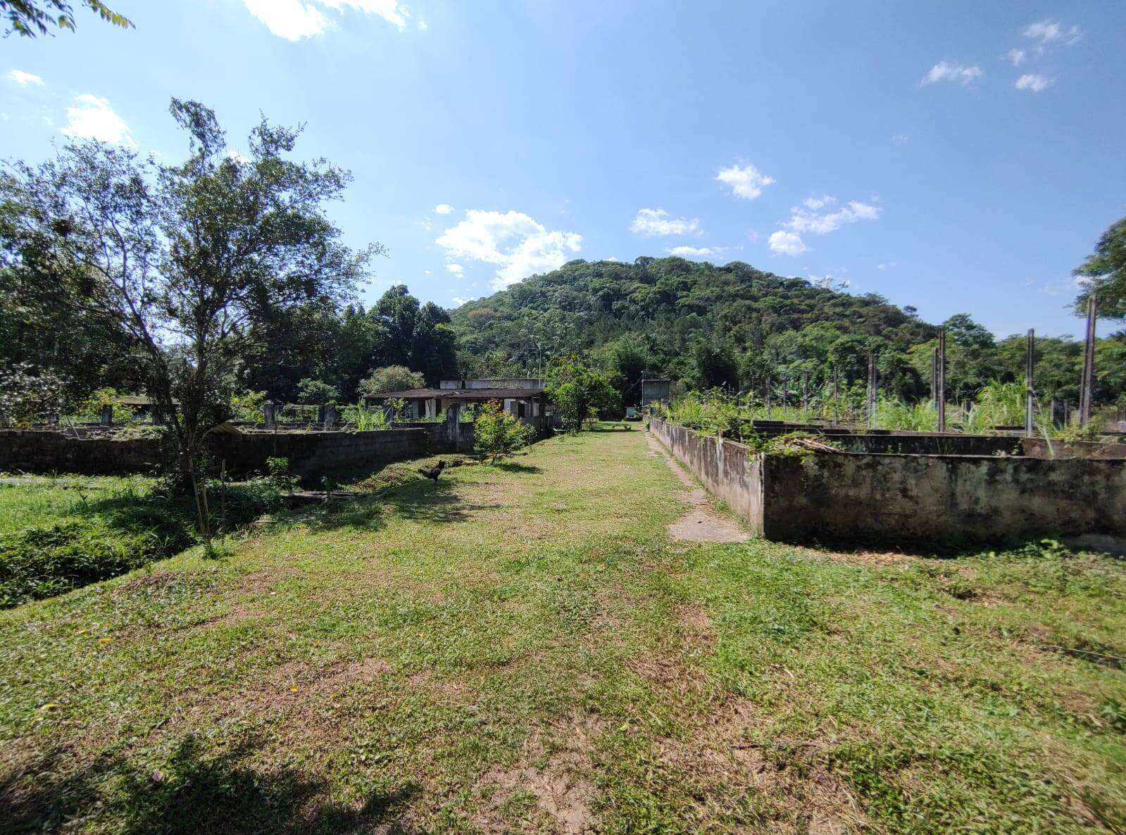 Fazenda à venda com 3 quartos, 250m² - Foto 26