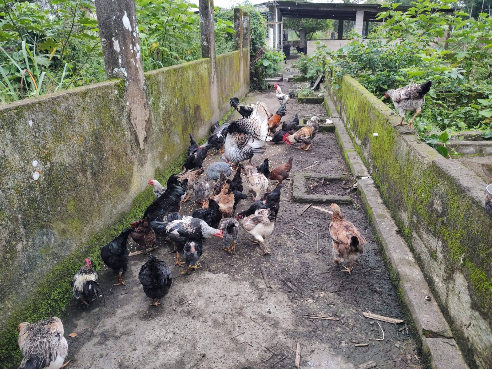 Fazenda à venda com 3 quartos, 250m² - Foto 30